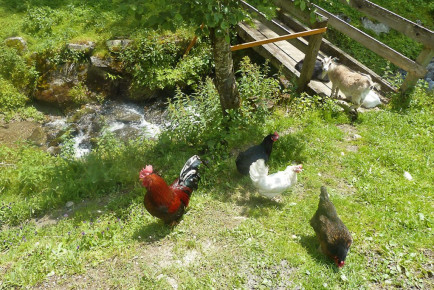 Bauernhof erleben - Bauernhoftiere für Kinder - Kinder-Bauernhof Hinterfischbach in Radstadt, Salzburger Land