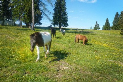 Bauernhof erleben - Bauernhoftiere für Kinder - Kinder-Bauernhof Hinterfischbach in Radstadt, Salzburger Land