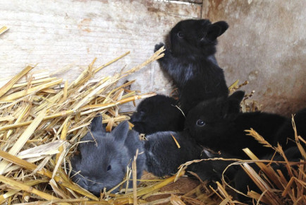 Bauernhof erleben - Bauernhoftiere für Kinder - Kinder-Bauernhof Hinterfischbach in Radstadt, Salzburger Land