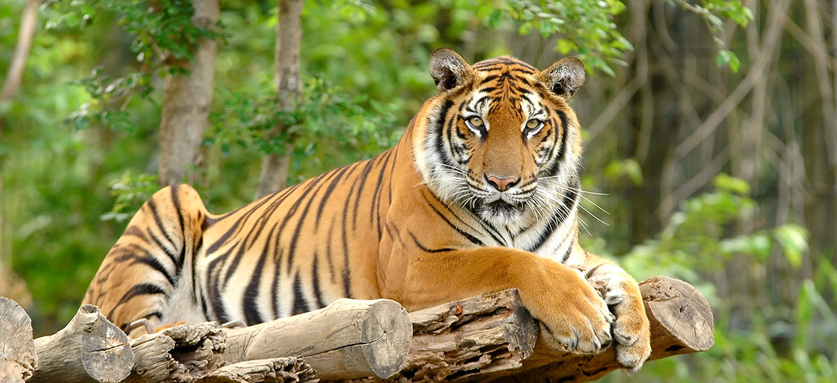 Wildparks & Tiergärten - Ausflugsziele im Salzburger Land
